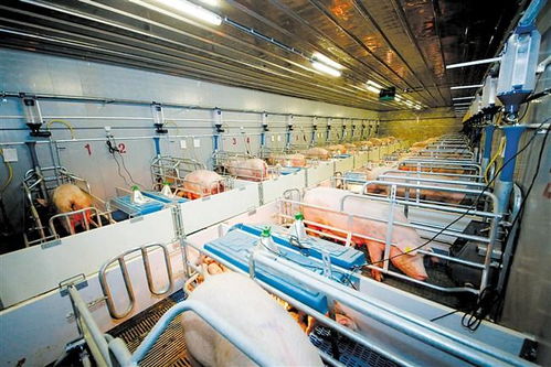 数字化赋能农业 从田间地头到智能管家，全产业链迈向“机械换人”新时代